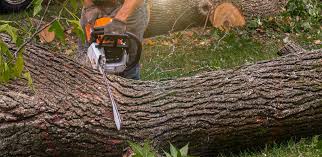 Best Tree Planting Services  in USA